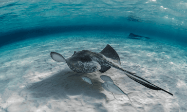 Goal 14: Life Below Water
